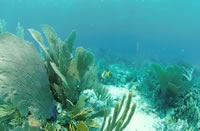 Ocean Floor