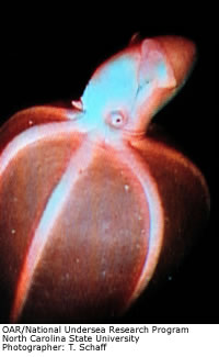 Cirrate Octopus