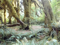 Olympic National Park