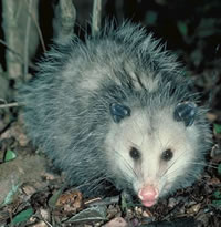 Opossum