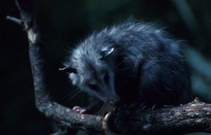 Opossum