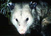Opossum