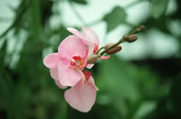 Orchid