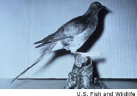 Passenger Pigeon