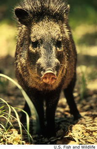 Collared Peccary