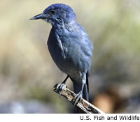 Pinyon Jay