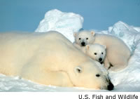 Polar Bear