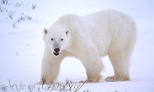 Polar Bear