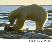 Polar Bear