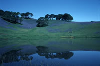 Pond