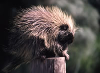 Porcupine