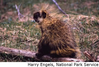 Porcupine