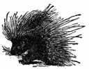 Porcupine