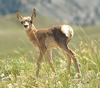 Pronghorn