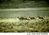 Pronghorn