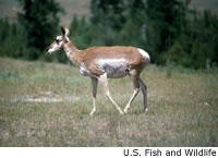 Pronghorn