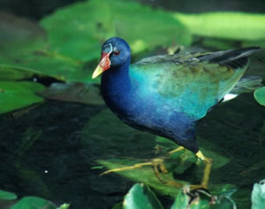 Purple Gallinule