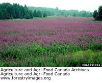 Purple Loosestrife