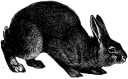 Rabbits