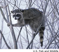 raccoon