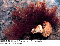 Red Algae