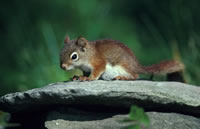 Red Squirrel