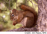 Red Squirrel
