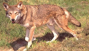 Red Wolf