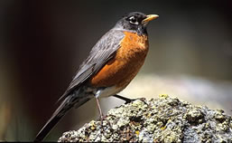 Robin