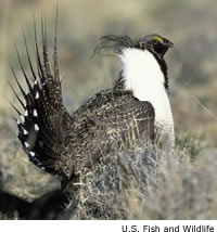Sage Grouse