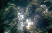 Sea Weed