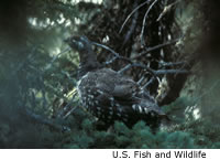 Spruce Grouse