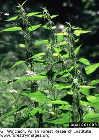 Buckeye