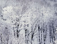 Temperate Deciduous Forests