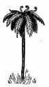 Tree Fern