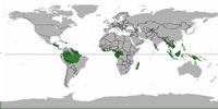 Tropical Rainforests