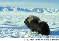 Musk ox in the tundra