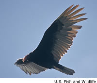 Turkey Vulture