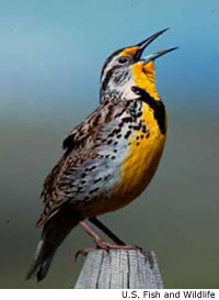 Western Meadowlark
