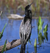 Wetlands