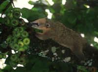 Coati