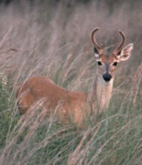 White-tailed Deer