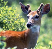 The image &ldquo;http://www.nhptv.org/Natureworks/graphics/whitetaileddeer3sm.jpg&rdquo; cannot be displayed, because it contains errors.