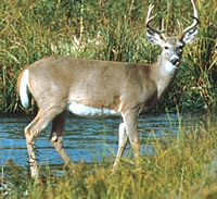 White-tailed Deer