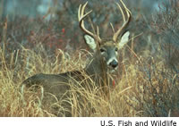 White-tailed deer