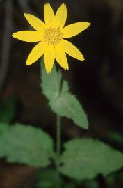 Wildflower