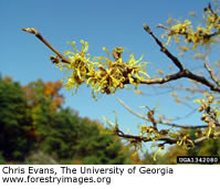 Witch Hazel