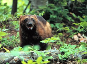 Wolverine