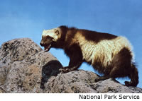 Wolverine