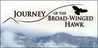 Journey of the Broad-Winged Hawk